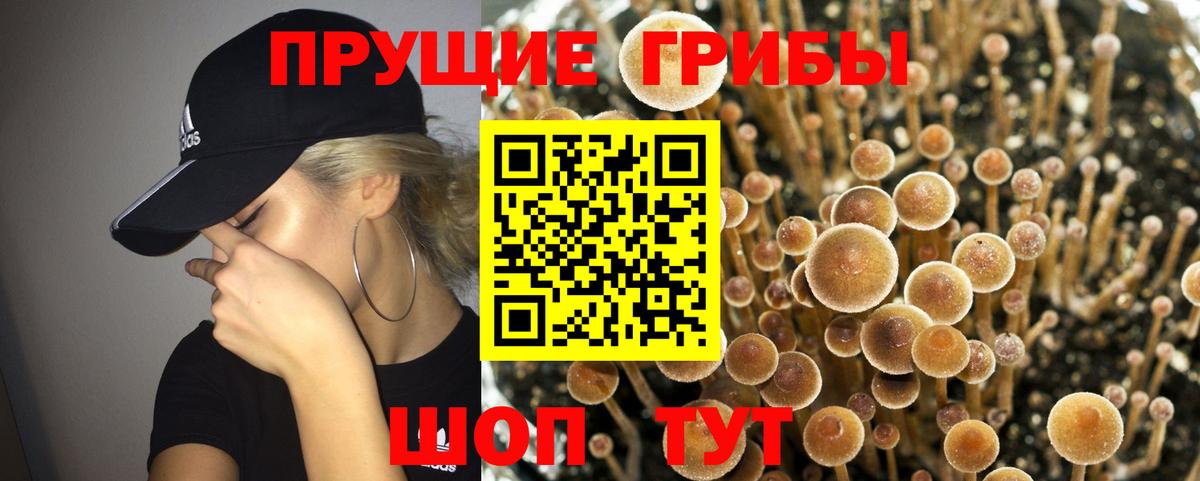 Псилоцибиновые грибы GOLDEN TEACHER Ковров
